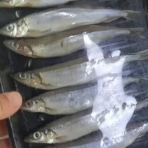工厂直销加拿大多春鱼皮薄籽多，