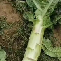 一星期后大量上市，欢迎选购