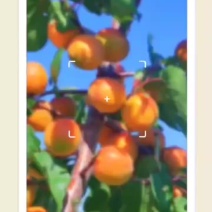 小红杏