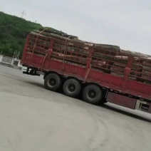 精品杨树原木