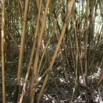 风景竹