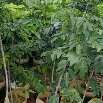 1-2公分黄花梨布袋苗
