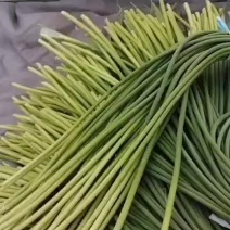 杂交红帽蒜苔
