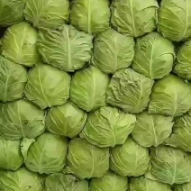 甘蓝