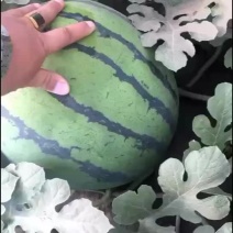 甜王西瓜8斤打底9成熟1茬
