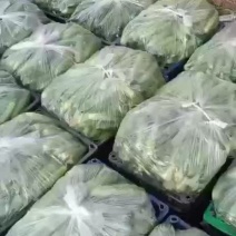 万亩蔬菜基地旱黄瓜大量上市