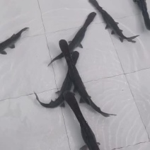 鸭嘴鲟