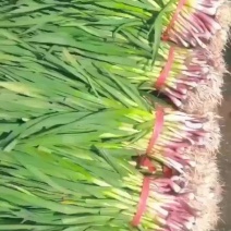 红根蒜苗