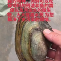 大量供应放生河蚌，净化水，做水生态的客户看过来了。