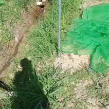 牛蛙苗