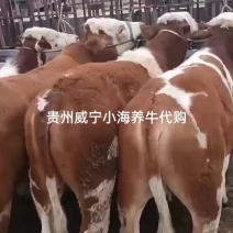 牛