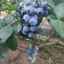 蓝莓代办，散货，包装，