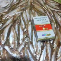 各种规格扒肚速冻白条鱼欢迎你订购：质量保证