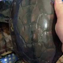 出售3斤到3.9南石价格实惠值得拥有，走过路过不要错过