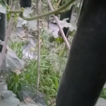 吊冬瓜