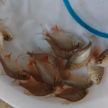 红鲳鱼，红鲳鱼，别名也叫淡水白鲳，虽然在外形上酷似鲳鱼，