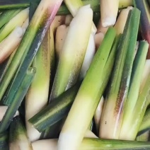 茭白