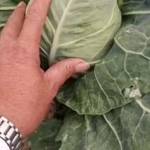 牛心甘蓝