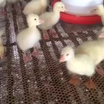 精品三花鹅苗，脱温鹅、大鹅。