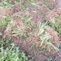 大花萱草