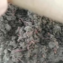 百亩养殖基地量大价优