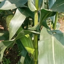 万糯2000甜糯玉米上市中需要的联系