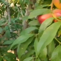 山西运成中油二十七，0号油桃各种油桃大量上市