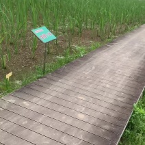 茭白种苗繁育基地