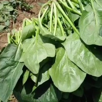 菠菜-兰州高原夏菜精品蔬菜产地直销，精品蔬菜