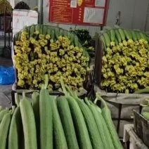 鲜花丝瓜大量上市价格便宜欢迎老板咨询