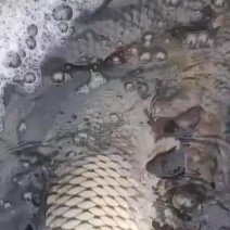 大鲤鱼