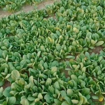 上海青精品油菜种植基地
