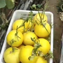 伊丽莎白甜瓜，1.5到3斤，瓜很好，原棚6000多斤