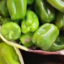 圆椒