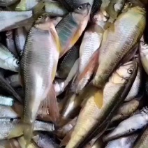 好水出好鱼淡水桃花鱼鲫鱼鲤鱼草鱼鲶鱼马口鱼小嘴马口