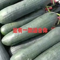 黑皮冬瓜，吊冬瓜，河南万亩冬瓜基地直销，品质保证来电咨询