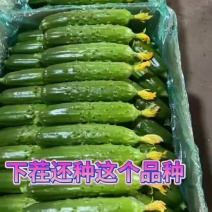 秦皇岛旱黄瓜大量有货价格美丽