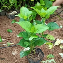 基地供应花境植物绣球花八仙花杯苗绣球花地苗多色绣球花批发