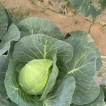 圆包菜，支持各种规格，各种规格。产地一手货源。价格优惠！
