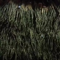 红帽蒜苔量大鲜绿色