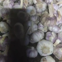 太空蒜8层干已过筛有想法的来