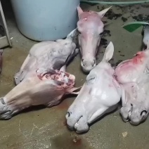 纯手工水褪毛带皮头