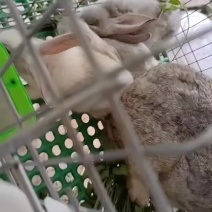 比利时兔