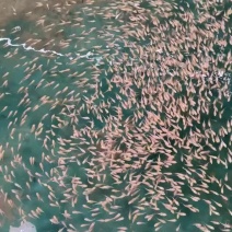 台湾蝴蝶鲤
