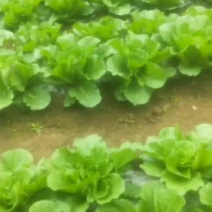高上黄心大白菜，有机蔬菜，。