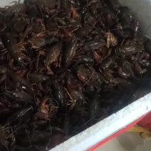 龙虾供应，量大优惠，各种规格都有