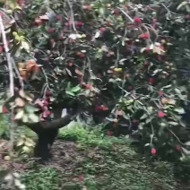 苹果蕉开始大量了