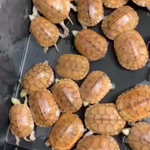 乌龟