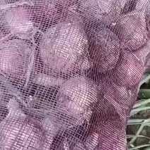 二红洋葱聊城二红洋葱（产地直销）六一上市代收vi代办供应