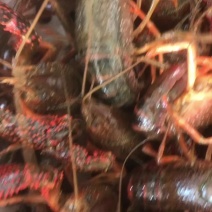 湖北监利精养塘深水虾中青20克到30克便宜出
